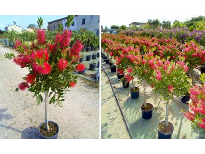 Callistemon leavis -tyčinkovec austrálsky - 80 cm kmienok