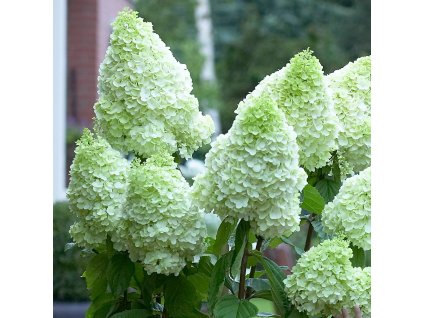 hydrangea magical moonlight