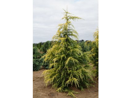 Cedrus deodara Aurea (4)