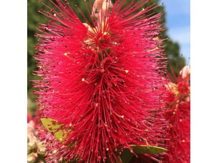 callistemon inferno 9cm p4173 32191 image