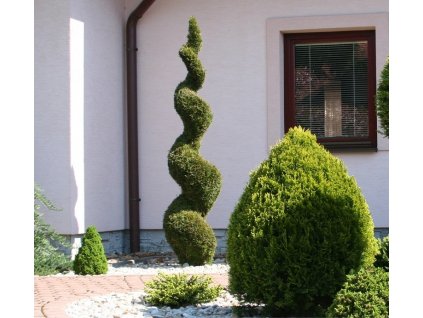 Thuja SZMARAGD zielony SPIRALA tuja 110 130cm C5