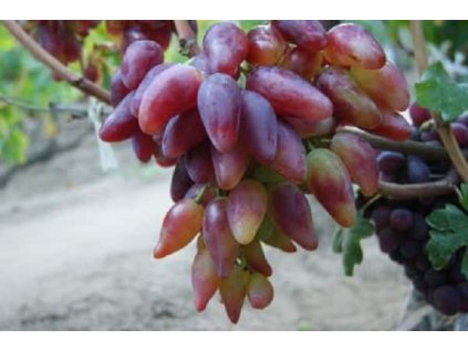vinograd dubovskij rozovyj 5