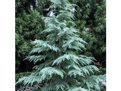 cedrus deodara