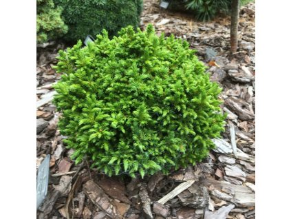 Cryptomeria japonica Green Pearl4