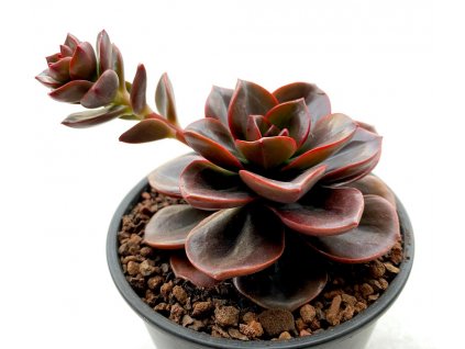 image d20e0a06 25e5 4a50 94ea addc04f12dc9 1024x1024