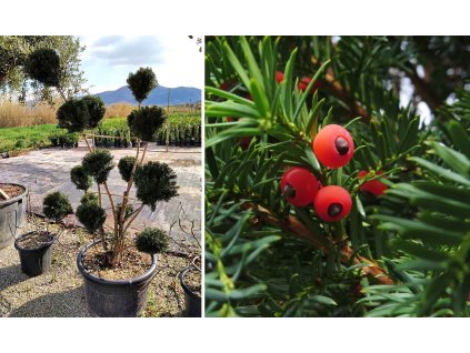 taxus Media Densiformis