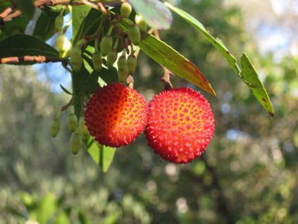 Arbutus Unedo Jahodovy strom