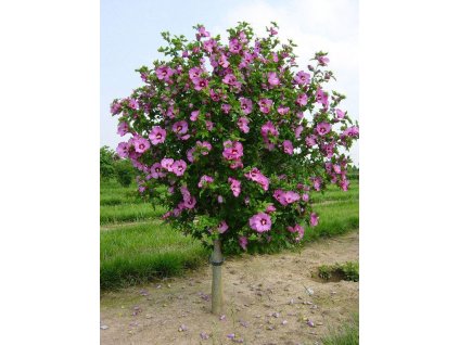 994e65f342eb2ee3707006b4b89bd1f1