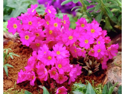 c1a1dcda71422c721de600383f18c9c6