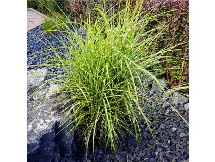 Miscanthus Strictus