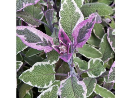 Salvia officinalis Tricolor