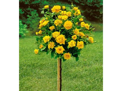 ruza na kmienku zlta2