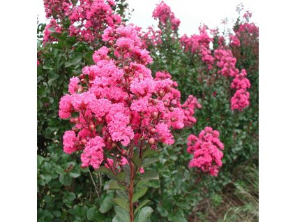 Lagerstroemia Pink Velour 1 1080 1080 60