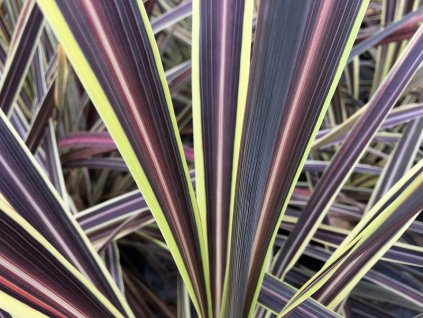 576 1 cordyline electric flash