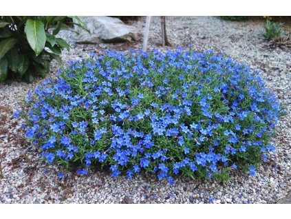 lithodora diffusa heavenly blue2
