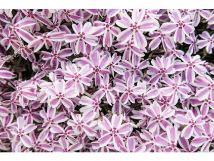 phlox subulata candy stripes4