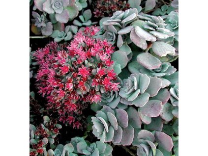 il 570xN.1265582082 7xet