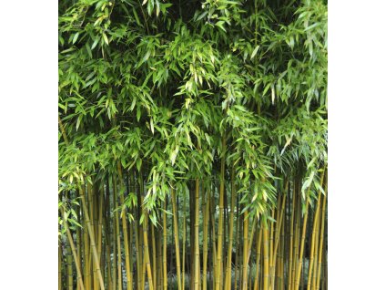 Bambus aurea