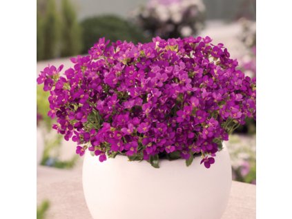 arabis aubris deep rose arabka
