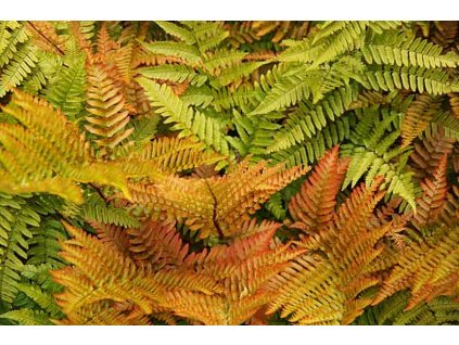 dryopteris erythrosora paprad3