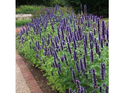 agastache black adder3