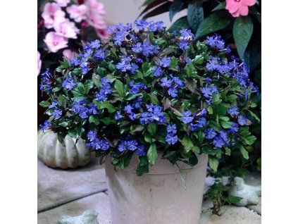 ceratostigma plumbaginoides rohovnik3