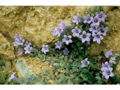 aubrieta deltoides blue beauty