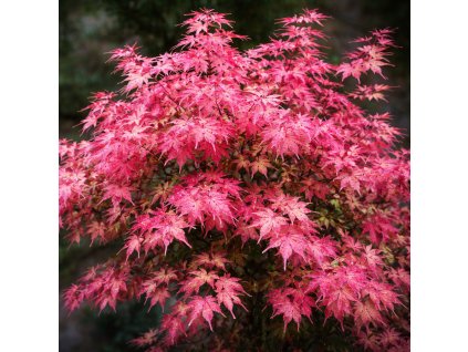 c5222286 eced 4050 b5b2 eb1366e88e5d