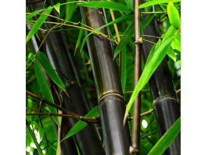 Bambus Nigra 2