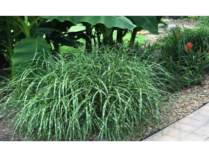 miscanthus sinensis little zebra