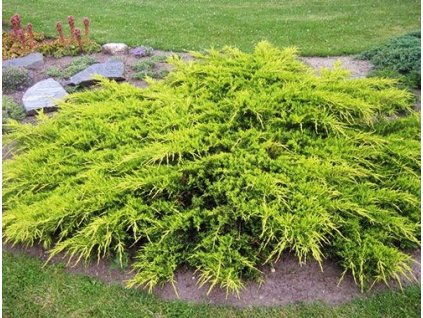 Juniperus Media Old Gold