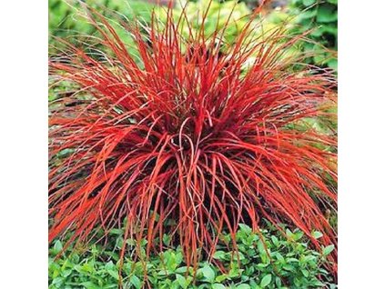 australska ohniva trava uncinia uncinata rubra