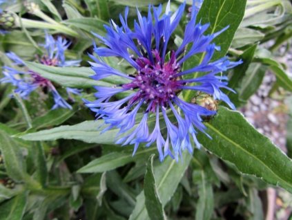 centaurea grandiflora nevadza horska2