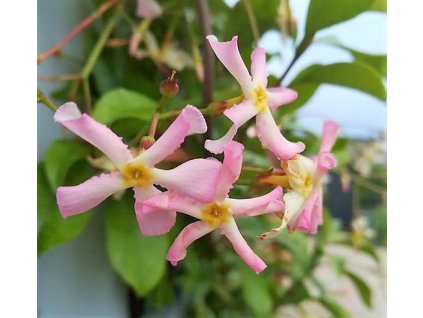 trachelospermum jasminoides rose 081973500 1906 09012018