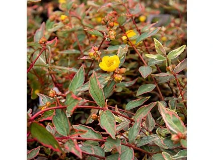 a8a7434f c8be 479c b7e6 5732dd0a1a43