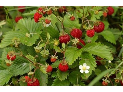 fragaria vesca rugen lesne jahody rugen 2