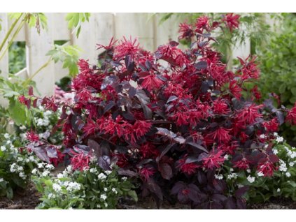 loropetalum chinen ewer red