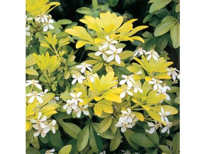 71x1+MIhbrL. AC SL1000