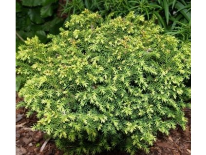 cryptomeria japonica vilmorin gold