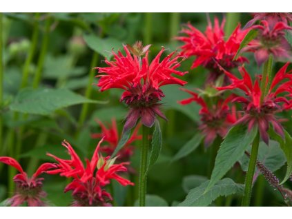monarda gardenview scarlet