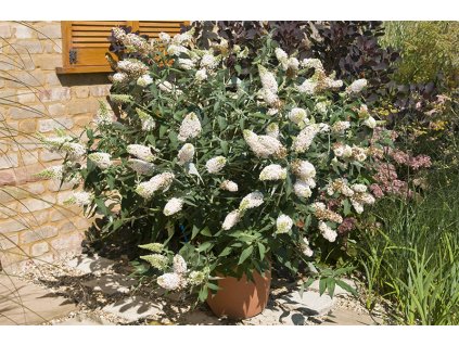 buddleja davidii buzz ivory butterfly bush