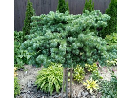 Larix kaempferi Blue Dwarf 627x600