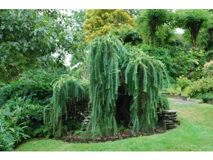 larix decidua pendula
