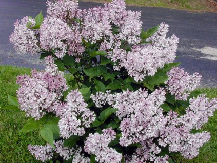 syringa miss kim orgovan zamatovy