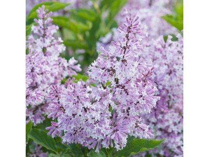 Syringa 'Palibin' orgován