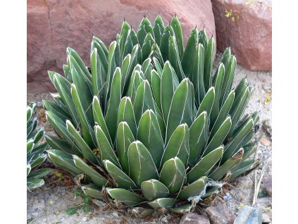 agave victoria 5 10 cm