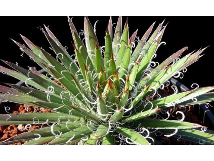 agave leopoldii 5 10 cm