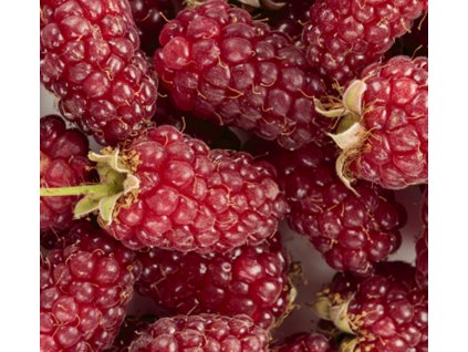 tayberry istock 700x350 bdf5dda