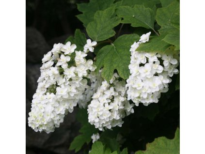 Hydrangea Snowflake 2 1080 1080 60