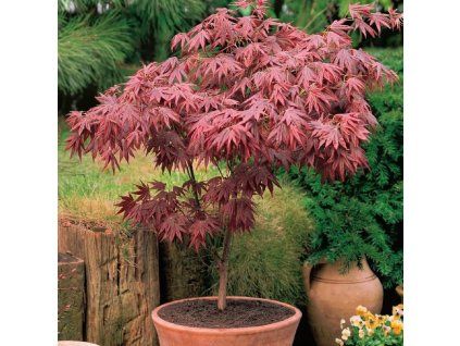 648c0ef7 5b43 4e6a a3bf cb33758590ff